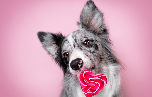 Собака породы бордер-колли с леденцом в форме сердца на розовом фоне