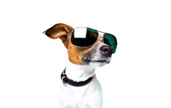 Fashionable jack russell terrier with glasses on a white background