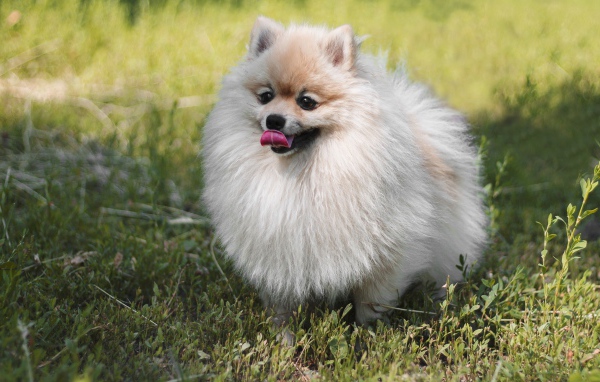 Пушистый шпиц с высунутым языком на зеленой траве