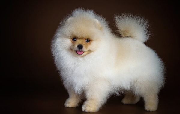 Пушистый белый шпиц с высунутым языком