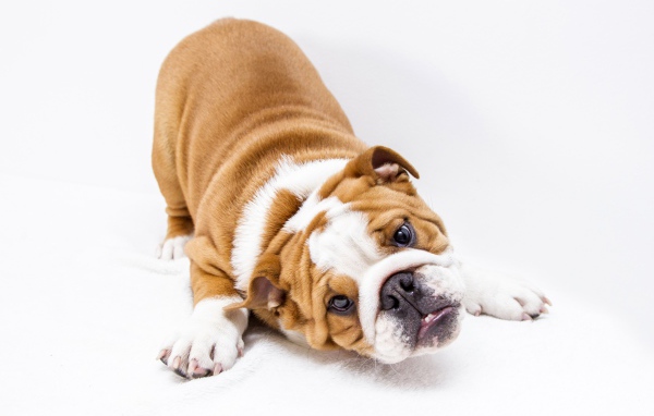 Забавный бульдог на белом фоне