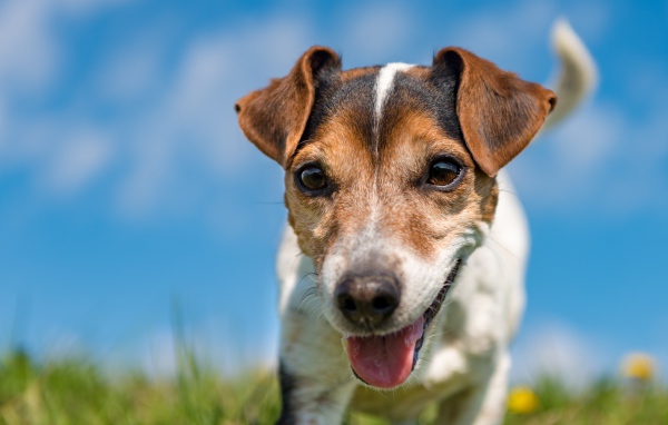 Funny dog breed Jack Russell Terrier close-up