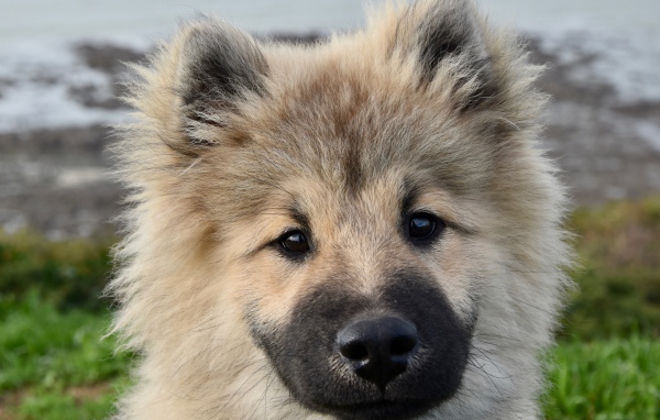 Забавный пушистый щенок породы Евразиер крупным планом