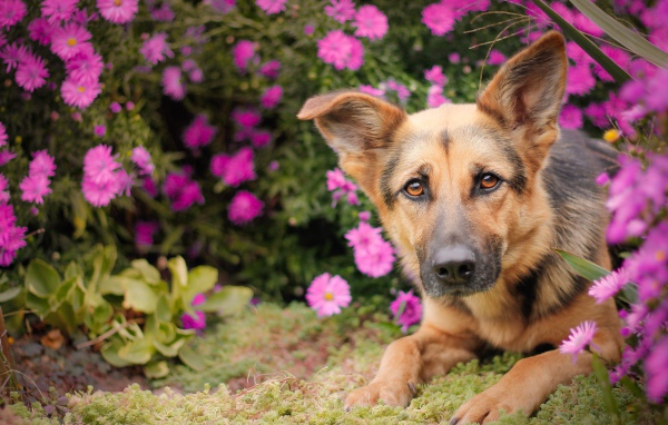 Немецкая овчарка лежит в розовых цветах