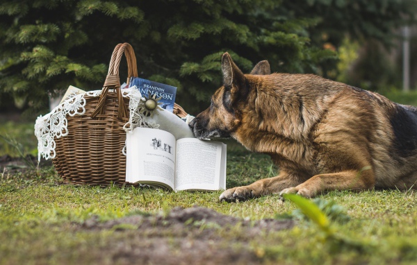 Немецкая овчарка лежит на зеленой траве с книгой 