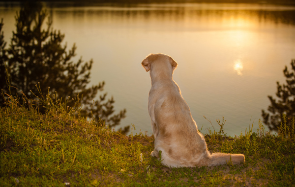 Golden Retriever sits by the water at sunset