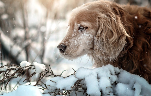 Золотистый ретривер с мордой в снегу