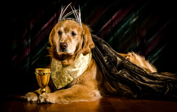 Золотистый ретривер в костюме с кубком