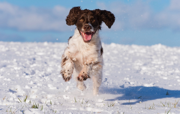 Довольный спаниель бежит по снегу 
