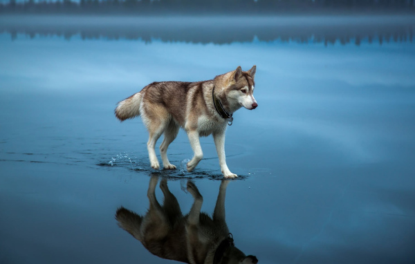 Хаски идет по воде 