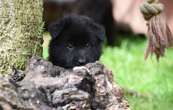 Маленький черный щенок бельгийской овчарки