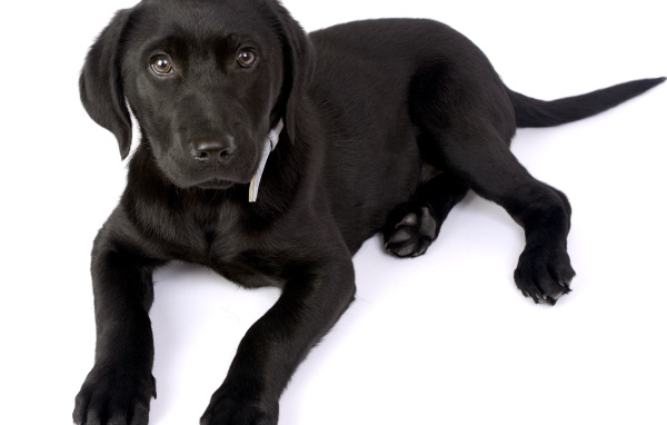 Маленький черный щенок лабрадора на белом фоне