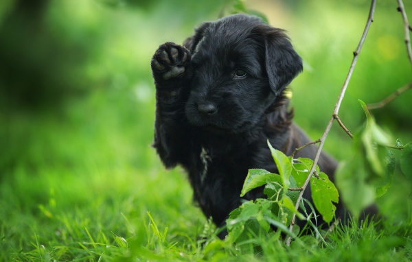 Маленький черный щенок с поднятой лапой сидит в зеленой траве