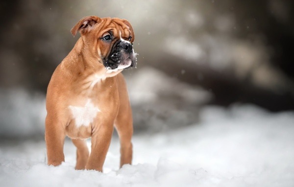 Маленький щенок боксера на снегу
