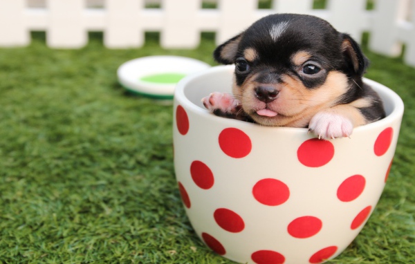 Маленький забавный щенок сидит в чашке