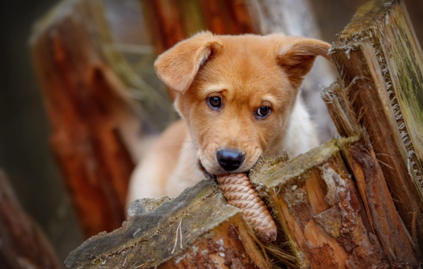 Маленький рыжий щенок грызет шишку