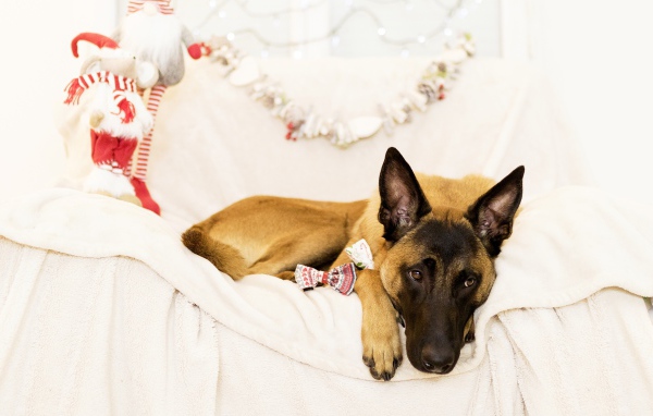 Бельгийская Овчарка Малинуа грустит на кровати