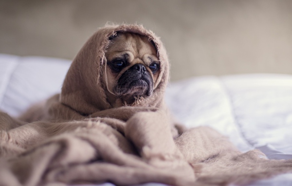Мопс закутан в одеяло 