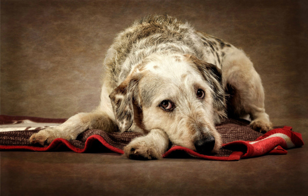 Грустный пес лежит на покрывале