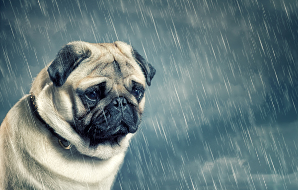 Грустный мопс под дождем