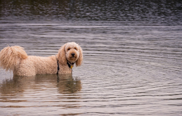 Лохматая собака стоит в воде
