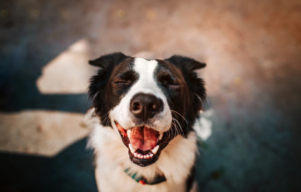 Улыбающаяся собака породы бордер колли