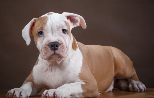 Щенок стаффа на деревянном полу