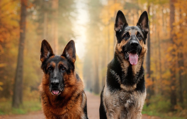 Две красивые немецкие овчарки с высунутым языком в лесу
