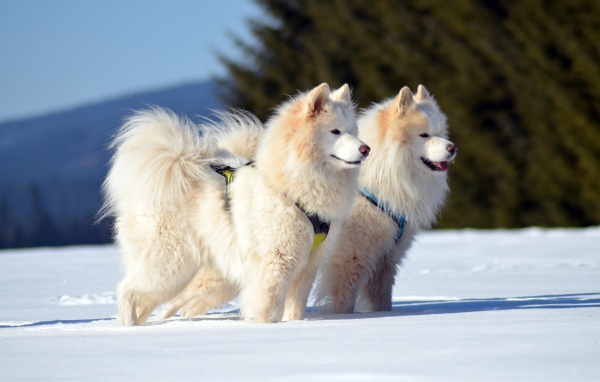 Две красивые пушистые белые Самоедские собаки на снегу