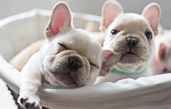 Два милых белых щенка французского бульдога 