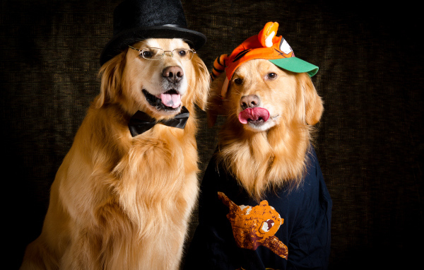 Два модных золотистых ретривера в костюмах 
