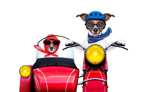 Две смешные собаки на мотоцикле на белом фоне