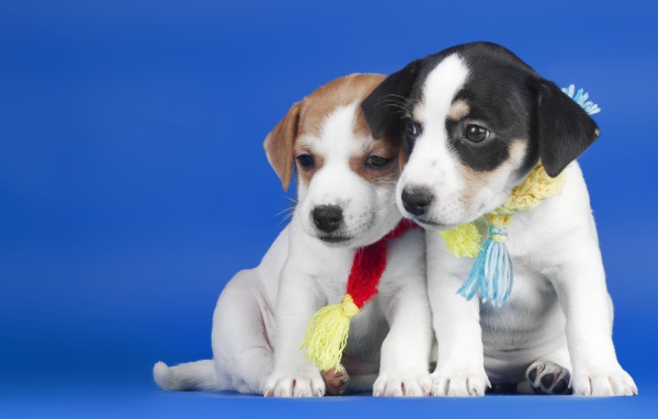 Two little cute puppies on blue background