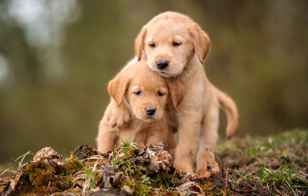 Два маленьких щенка золотистого ретривера сидят на земле 