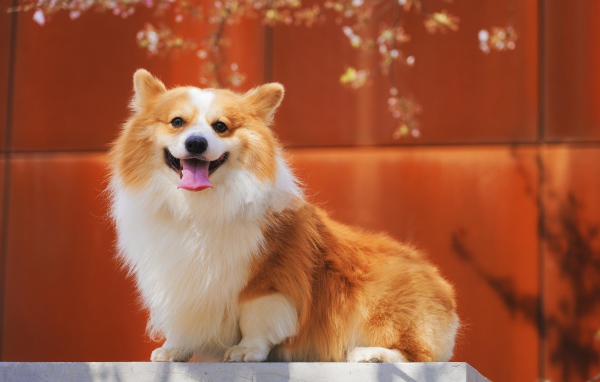 Собака породы вельш корги с высунутым языком