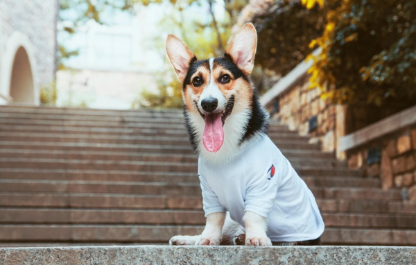 Welsh Corgi with tongue hanging out sits on the steps