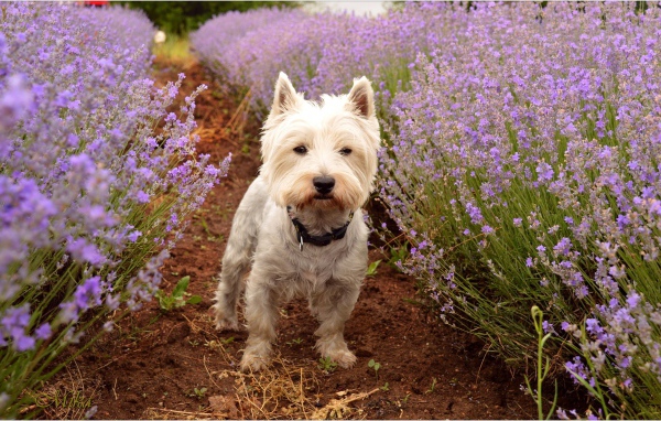 Вест хайленд уайт терьер стоит на дорожке у цветов лаванды