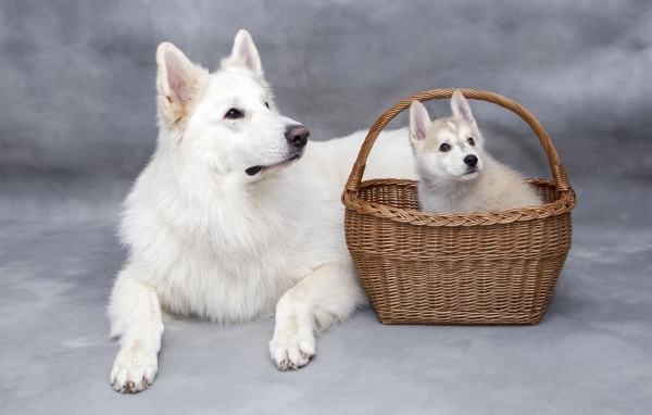 Белая лайка со щенком в корзине на сером фоне