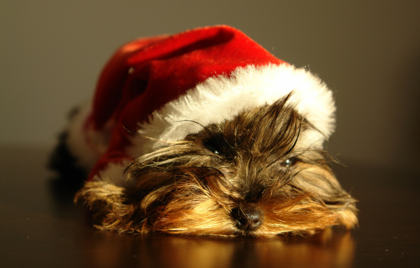 Йоркширский терьер в новогодней шапке 