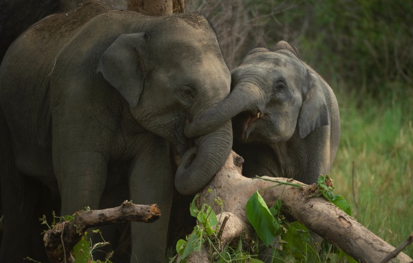 Большая слониха со слоненком у дерева