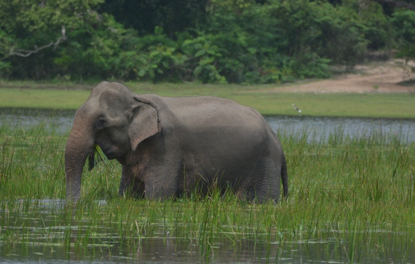 Серый слон стоит в воде с зеленой травой