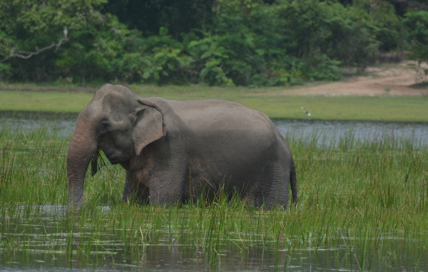 Серый слон стоит в воде с зеленой травой