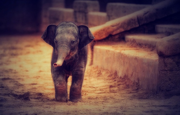 Маленький серый слоненок идет по песку 