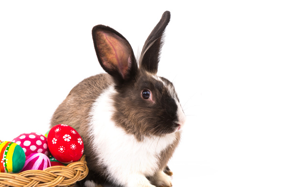 Big rabbit with painted eggs on a white background