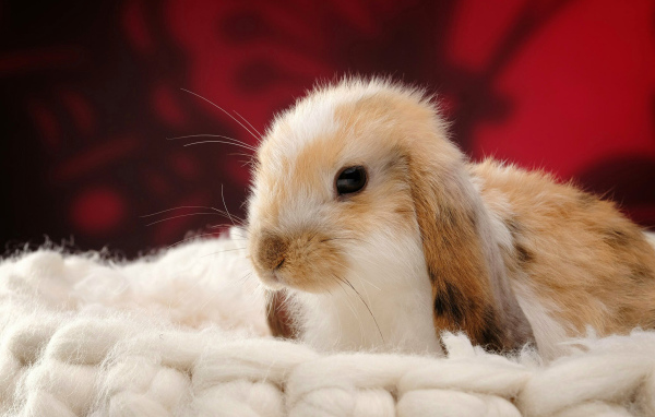 Милый декоративный кролик спит на мягкой подушке 