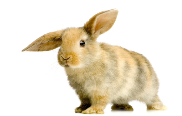 Милый декоративный кролик с опущенным ухом на белом фоне