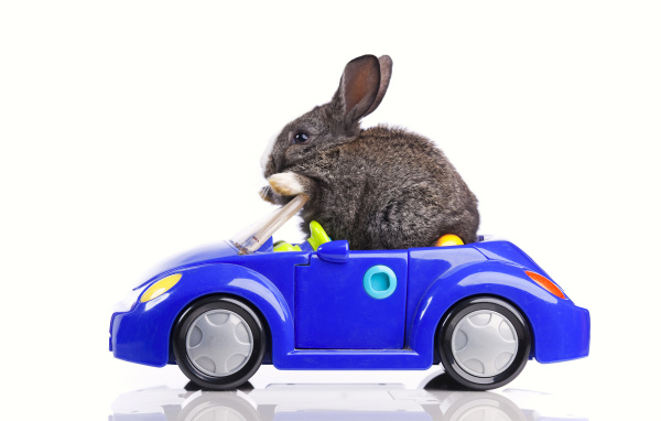 Серый декоративный кролик в игрушечной машинке на белом фоне