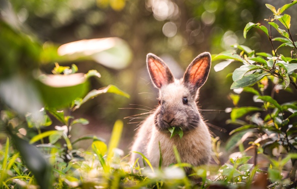Серый кролик грызет зеленые листья 