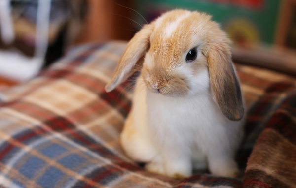 Маленький декоративный кролик сидит на кровати