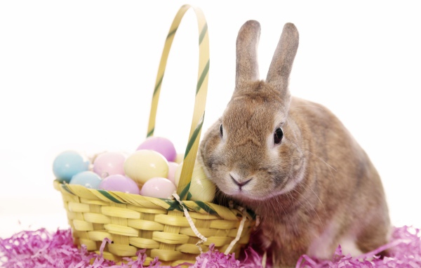 Кролик с корзиной яиц на белом фоне